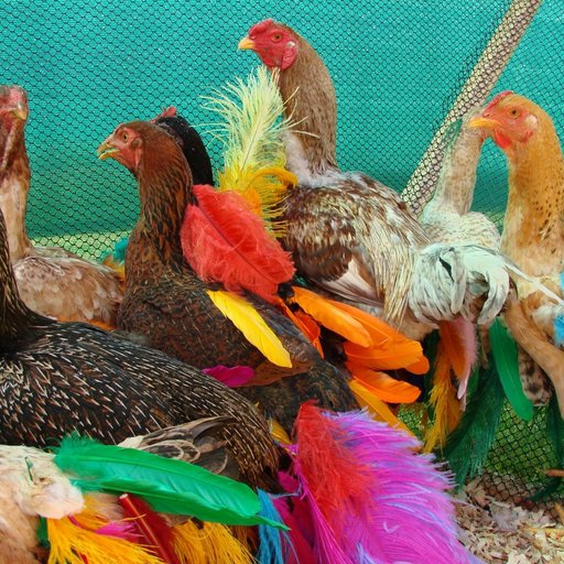 What's Cooking at Laura Lima's Chicken Party